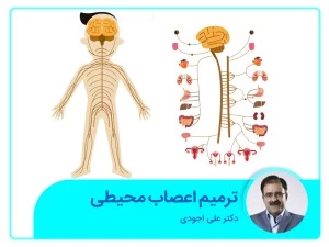 ترمیم اعصاب محیطی